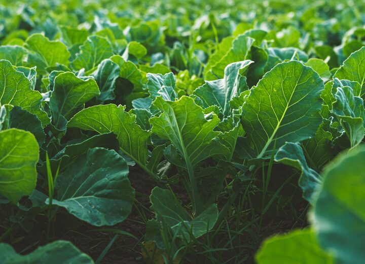 Cover Crops
