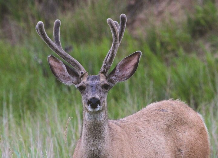 Food Plots