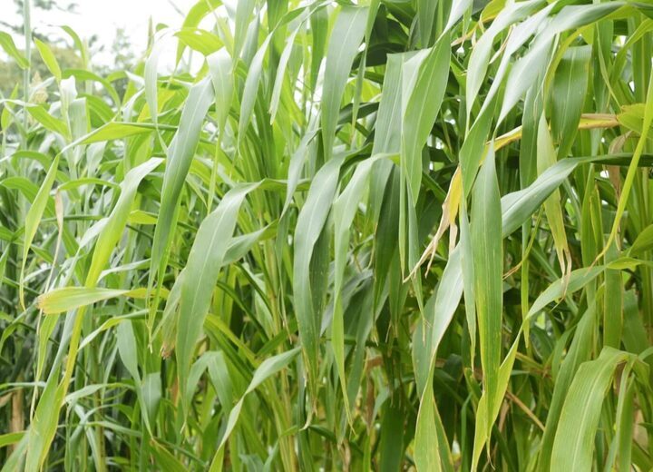Forages