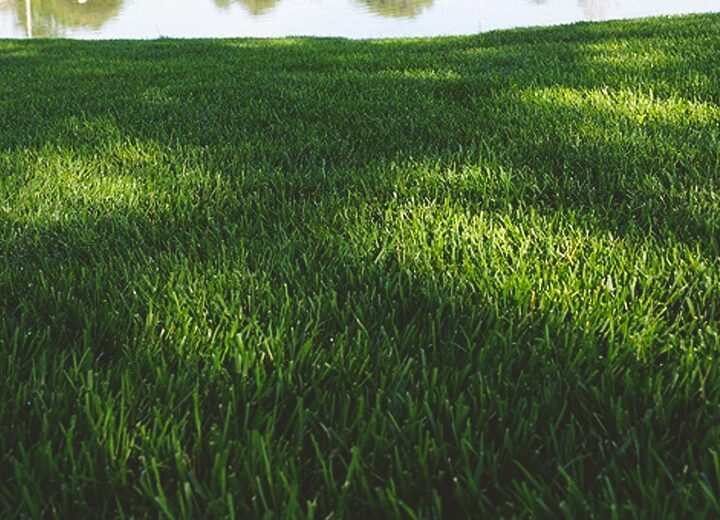 Lawn and Turf