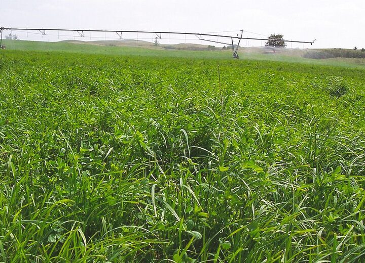 Pasture and Native Grass