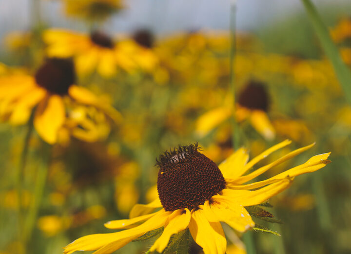 Wildflowers