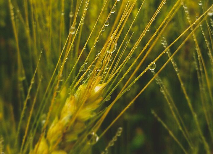 Winter Wheat
