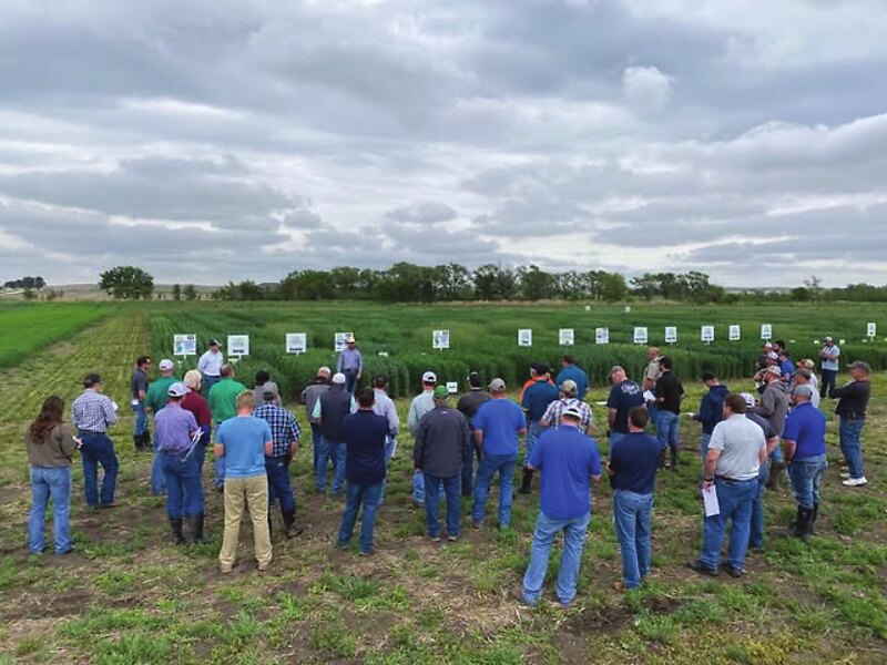 Growers walking the Star Seed forage trial plots at the field day